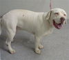 adoptable Dog in  named AUSTIN