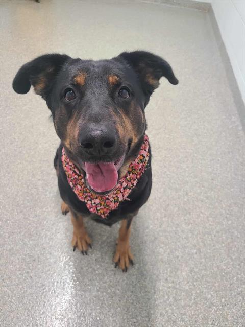 adoptable Dog in Pasadena, TX named DIXIE