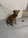 adoptable Dog in  named JASMINE