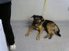 adoptable Dog in  named CHEWY