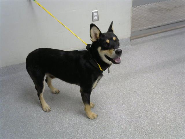 adoptable Dog in Pasadena, TX named BORIS