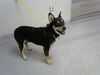 adoptable Dog in  named BORIS