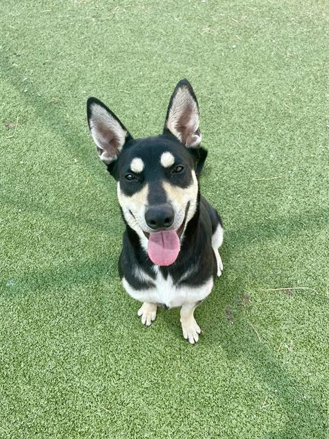 adoptable Dog in Pasadena, TX named REINA