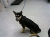 adoptable Dog in  named MINDY