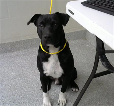 adoptable Dog in Pasadena, TX named LUIS