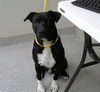 adoptable Dog in  named LUIS