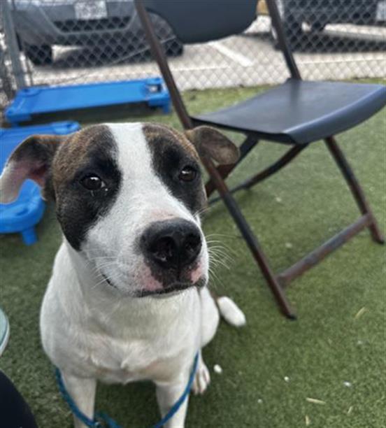 adoptable Dog in Pasadena, TX named CHLOE