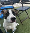 adoptable Dog in  named CHLOE