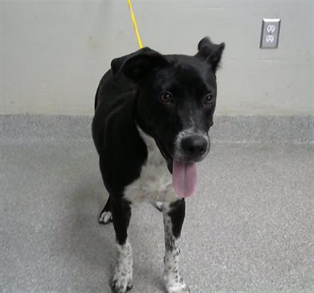 adoptable Dog in Pasadena, TX named MCKENZIE