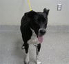 adoptable Dog in  named MCKENZIE