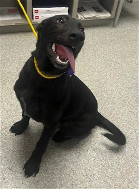 adoptable Dog in Pasadena, TX named NATE