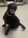 adoptable Dog in  named NATE
