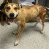 adoptable Dog in  named EMMA