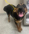adoptable Dog in  named BAILEY