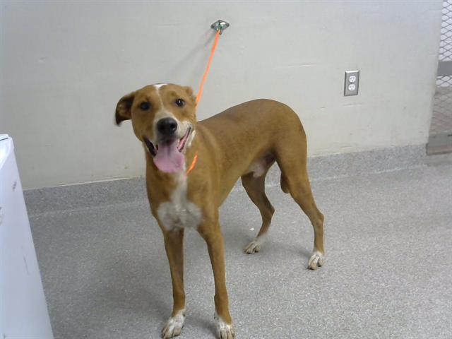 adoptable Dog in Pasadena, TX named TOD