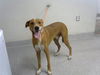 adoptable Dog in  named TOD