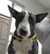 adoptable Dog in  named LACEY