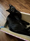 ASHER - Photo 1