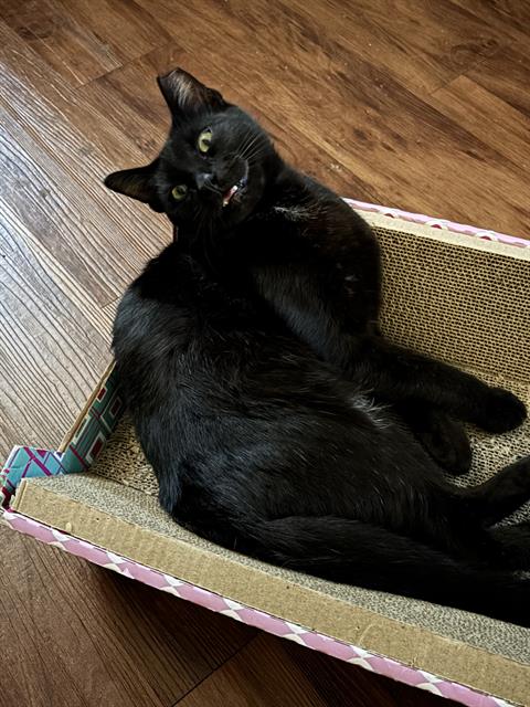picture of the cat needing adoption