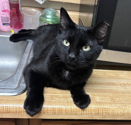 ASHER, Adult Domestic Short Hair (medium coat), cat for adoption in Friendswood, Texas