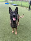 adoptable Dog in  named CRASH