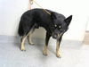 adoptable Dog in  named ROCCO