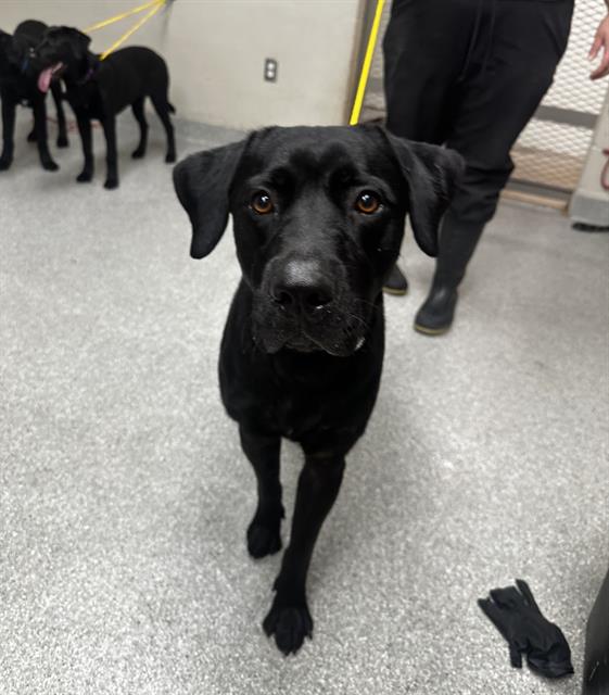 adoptable Dog in Pasadena, TX named ACE