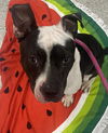 adoptable Dog in  named A179492