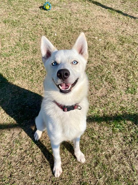adoptable Dog in Pasadena, TX named COLBY