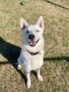 adoptable Dog in  named COLBY