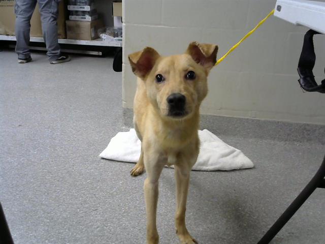 adoptable Dog in Pasadena, TX named COOPER