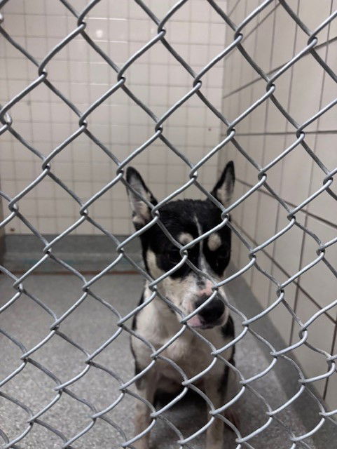 adoptable Dog in Pasadena, TX named BONNIE