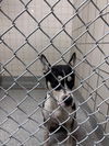 adoptable Dog in  named BONNIE