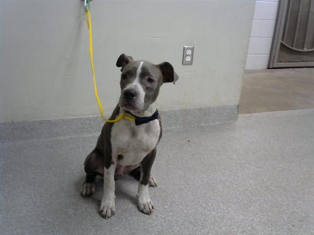 adoptable Dog in Pasadena, TX named HANK