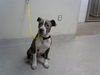 adoptable Dog in  named HANK
