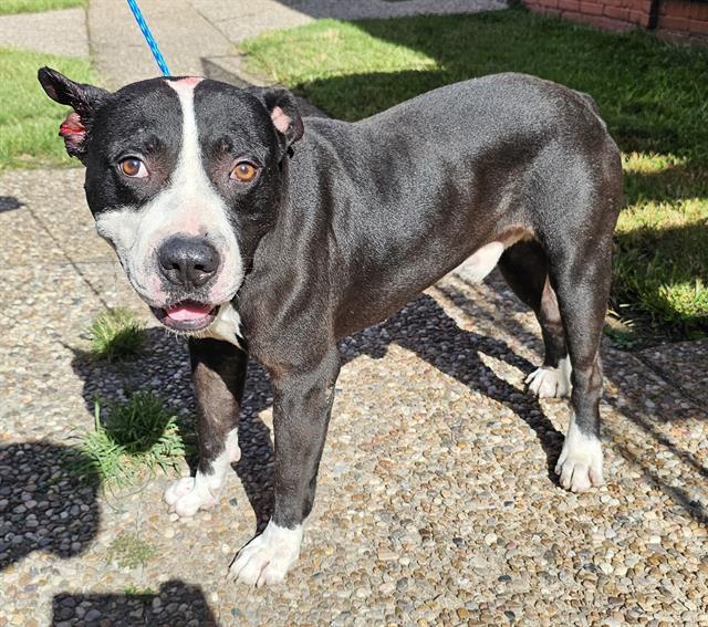 adoptable Dog in Pasadena, TX named OSCAR