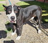 adoptable Dog in  named OSCAR