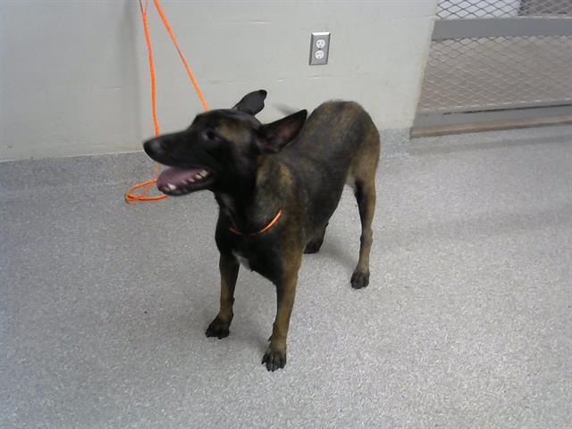 adoptable Dog in Pasadena, TX named HANNAH