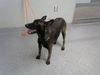 adoptable Dog in  named HANNAH