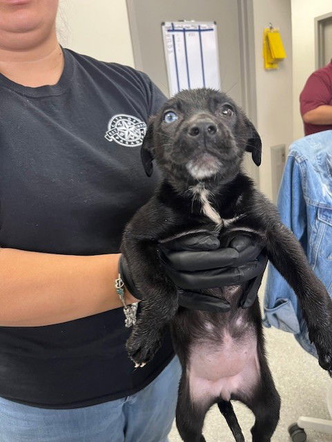 adoptable Dog in Pasadena, TX named DOMINO