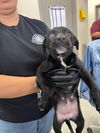 adoptable Dog in  named DOMINO