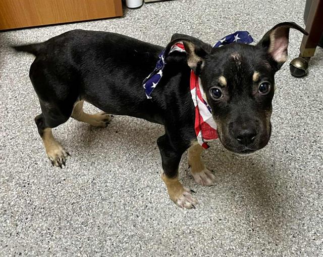 adoptable Dog in Pasadena, TX named SMUDGE