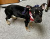 adoptable Dog in  named SMUDGE
