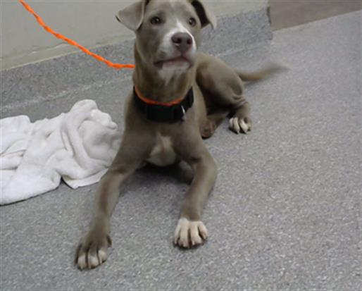 adoptable Dog in Pasadena, TX named A179658