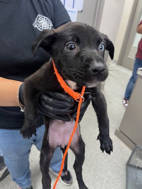 adoptable Dog in Pasadena, TX named A179660