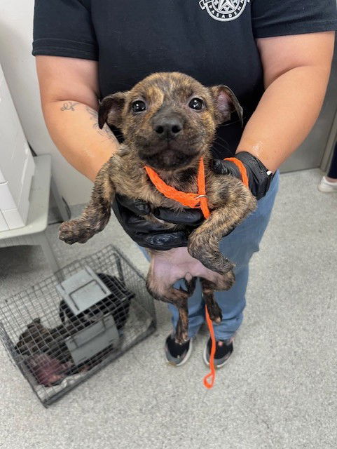 adoptable Dog in Pasadena, TX named A179661