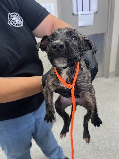 adoptable Dog in Pasadena, TX named A179662
