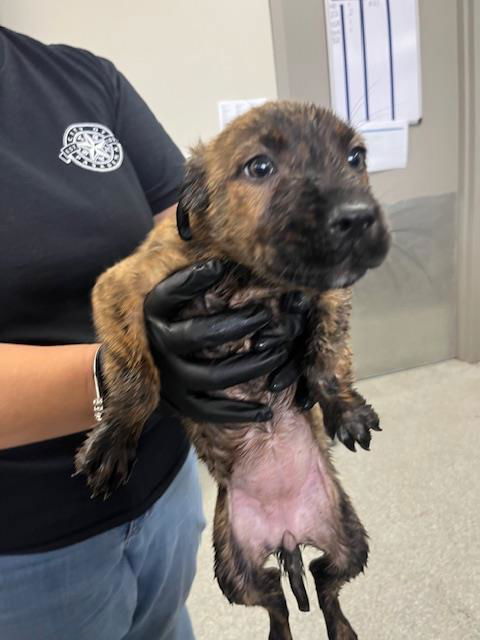adoptable Dog in Pasadena, TX named A179663