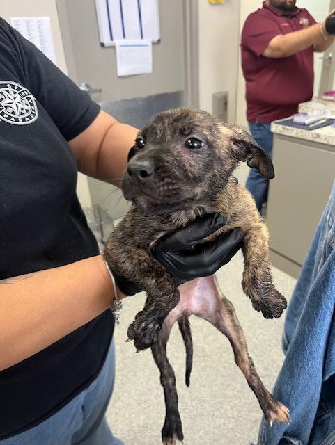 adoptable Dog in Pasadena, TX named A179664