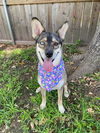 adoptable Dog in  named REM